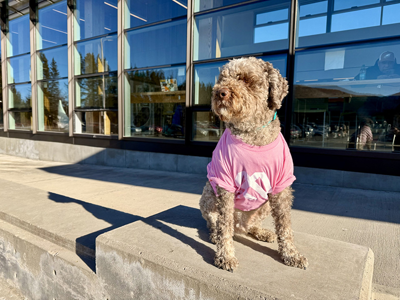 Neptune for Pink Shirt Day 2025