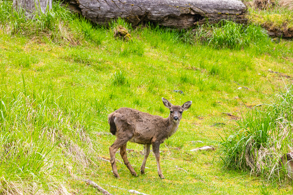 Sitka black-tail deer like this one at K'uuna are a problematic introduced species on Haida Gwaii