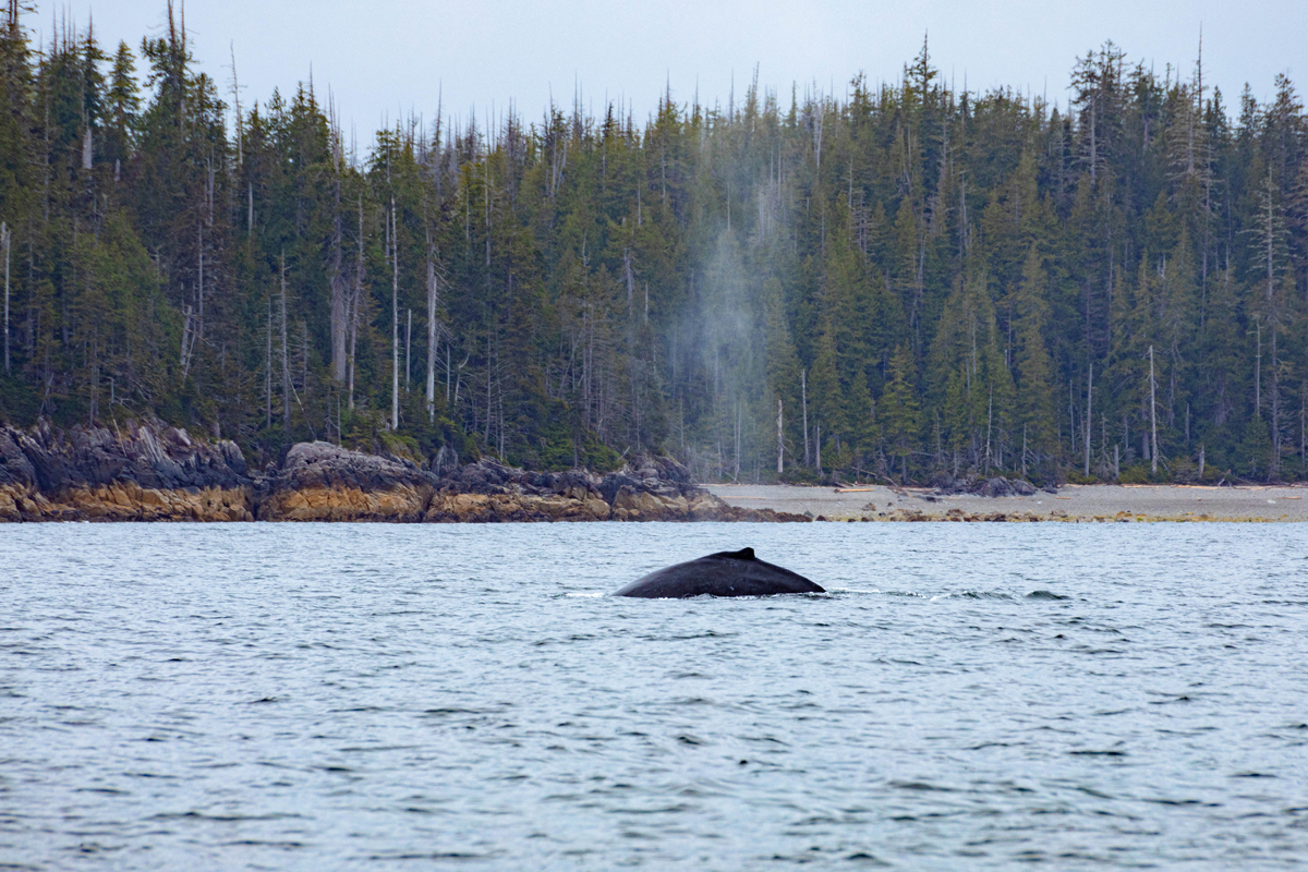 Students in the first group were lucky enough to spot a humpback whale on the trip back to Daajing Giids.
