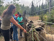 Students feed the sheep on the farm they are touring.